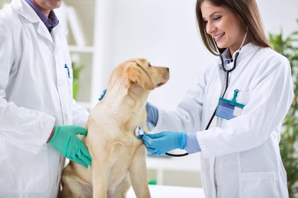 Veterinarian photo from Adobe Stock