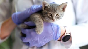 A person gently brushing a medium-sized dog's teeth with a pet toothbrush indoors.
