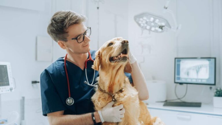 A veterinarian examining a dog’s ears on an exam table, with a pet owner standing nearby.