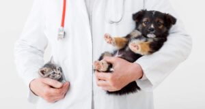 A person checking a dog’s fur for ticks while outdoors on a grassy lawn.