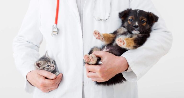 A person checking a dog’s fur for ticks while outdoors on a grassy lawn.