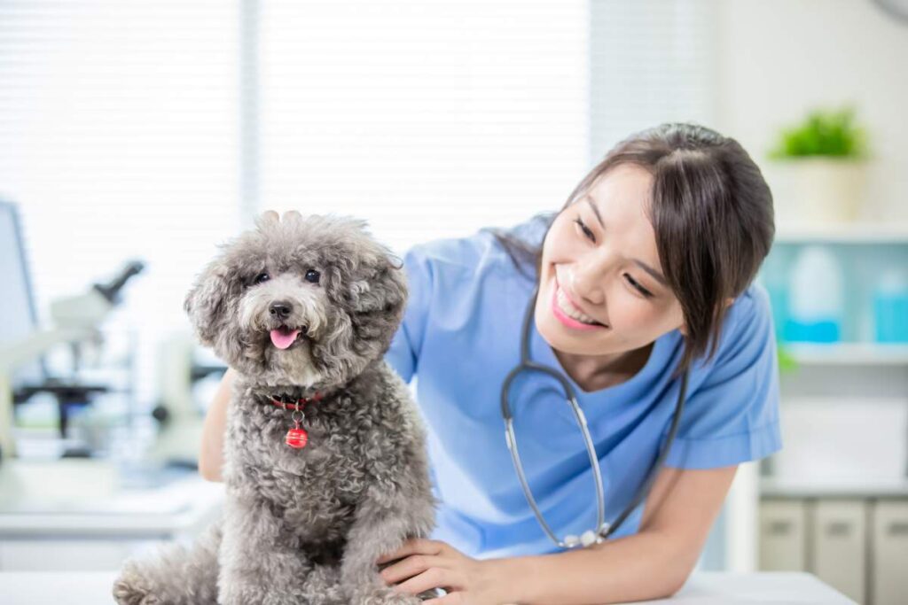 Veterinarian examining a dog beside a rabies vaccination record in a bright clinic room.